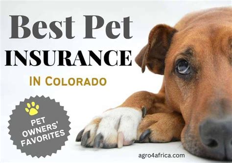 Protect Your Furry Companion with Top Pet Insurance in Colorado: Find Comprehensive Coverage Today!